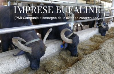 Imprese Bufaline