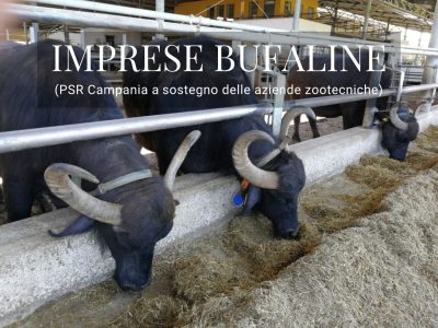 Imprese Bufaline